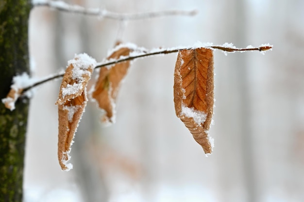 Winter nature colorful background snowy twig on a tree