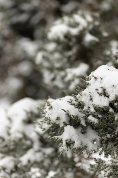 枝に雪が降る冬のシーン