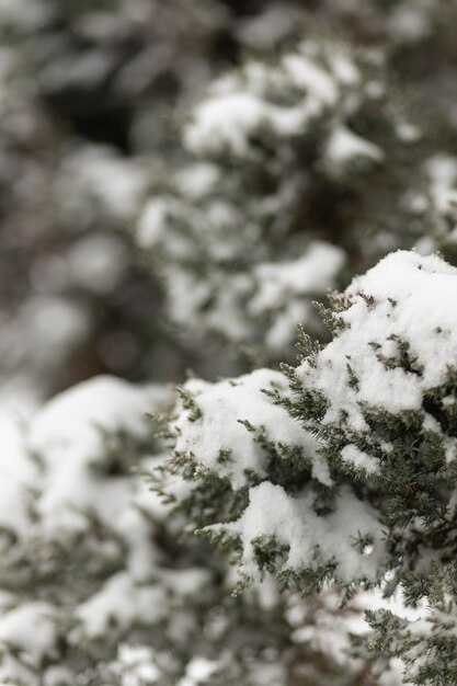 Winter scene with snow on branches