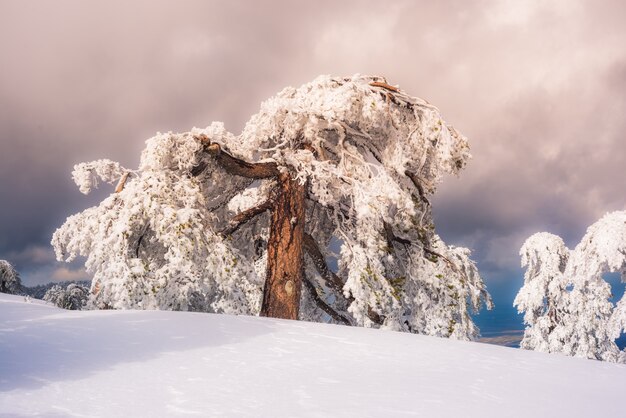 Зимний пейзаж со снежной сосной