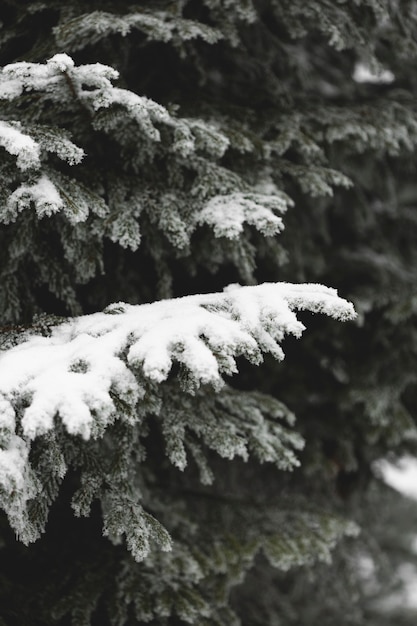 무료 사진 냉동 잎 겨울 시즌