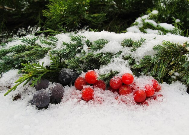 Winter still life from black grapes and red berries of viburnum on snow background