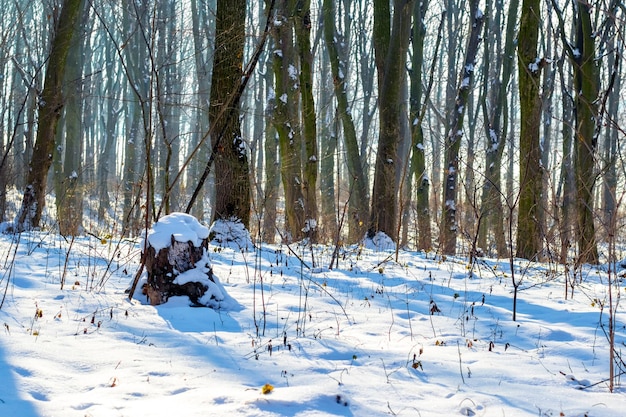 森の中の冬の晴れた日。森の中の木々や切り株のある冬の風景
