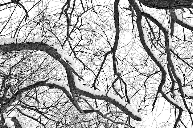 冬の木の概念的なイメージ。