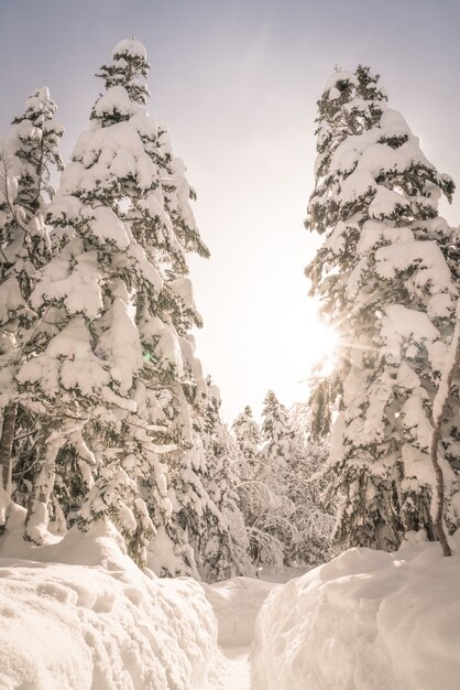 Зимние деревья, покрытые снегом (фильтрованного изображения обрабатываются Vinta
