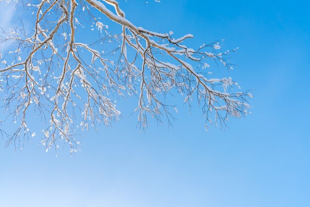 雪で覆われた冬の木