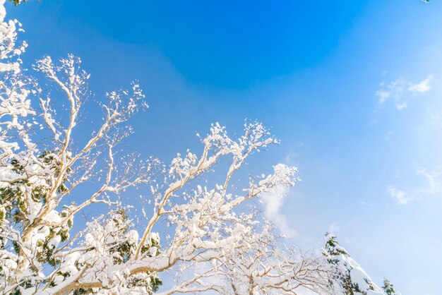 雪で覆われた冬の木