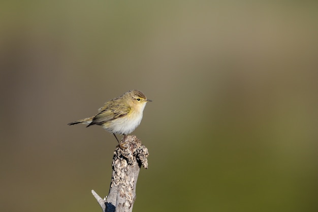 Wintering 일반적인 chiffchaff, Phylloscopus collybita