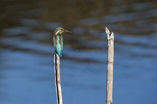 Wintering 일반 물총새 Alcedo atthis