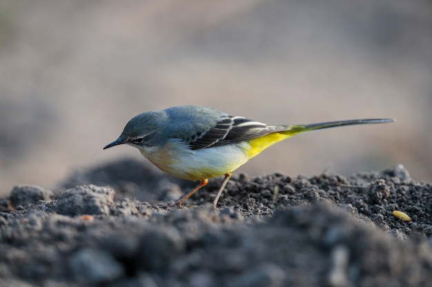 겨울철 남성 회색 할미새 Motacilla cinerea, 몰타, 지중해