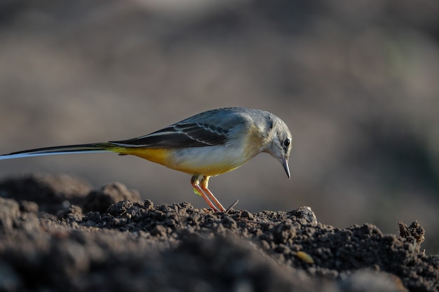 겨울철 남성 회색 할미새 Motacilla cinerea, 몰타, 지중해