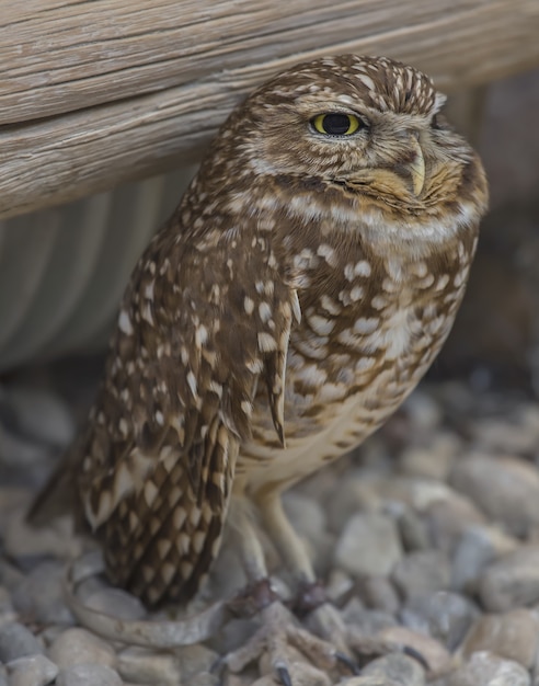 Free photo wise burrowing owl standing on the ground