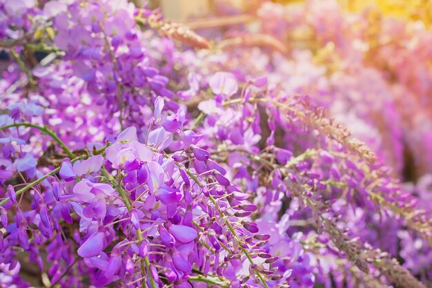 등나무 꽃은 백라이트 햇빛에 닫혀 있으며 배경이나 엽서로 지중해로의 봄 여행을 위한 부드러운 선택적 포커스 아이디어를 제공합니다.