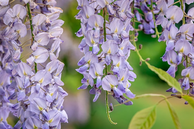 Wisteria tree blooming close up natural background