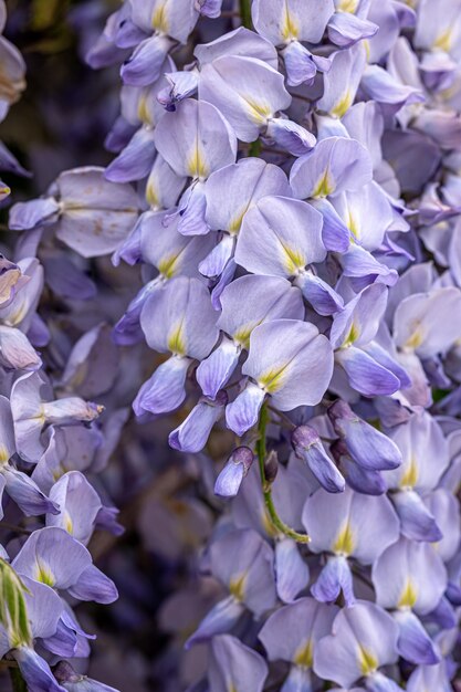 Wisteria tree blooming flowering blossom in japanese park