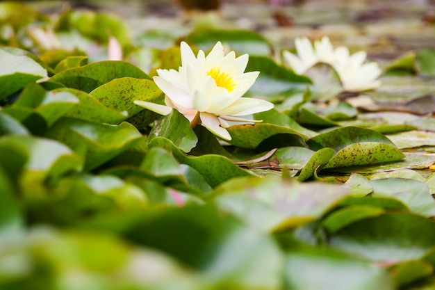 Wite water lilies growing