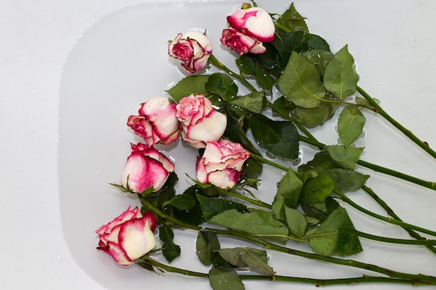 枯れたバラは水でお風呂に横たわっています フラワーケアカットされたバラは 新鮮さを保つために清潔な冷水に入れられます 水に沈められたピンクのバラ プレミアム写真