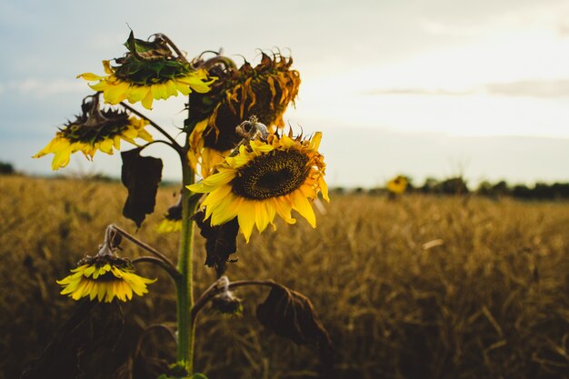 "Withering sunflowers in field"