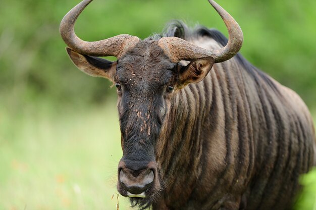 Wldebeest in the middle of the jungle