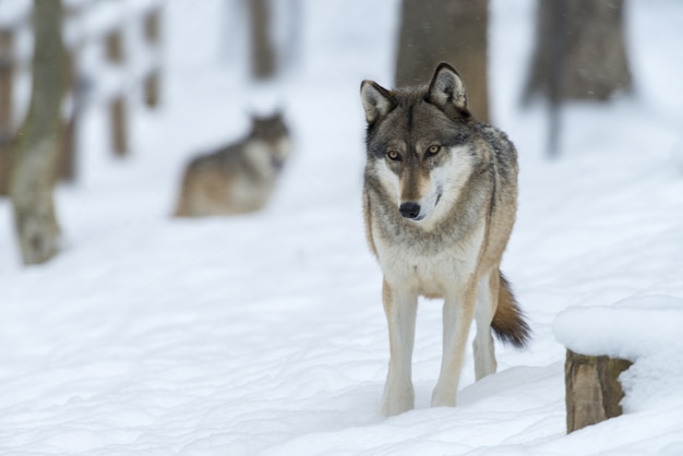 日光の下で雪に覆われた森のオオカミ