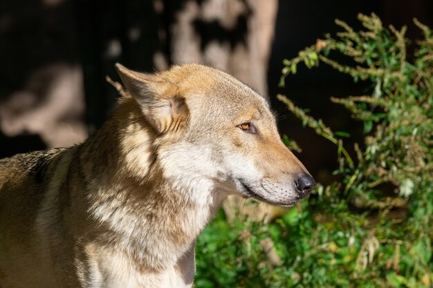 オオカミ 写真 50 高画質の無料ストックフォト