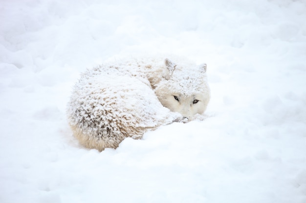 Foto gratuita lupo nella neve