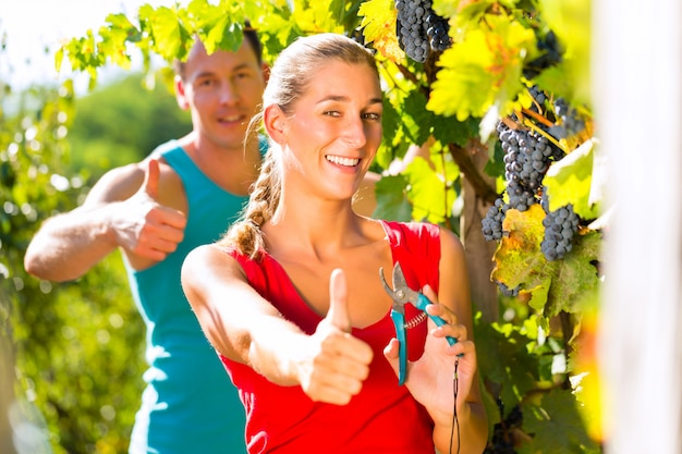 Женщина и мужчина собирают виноград