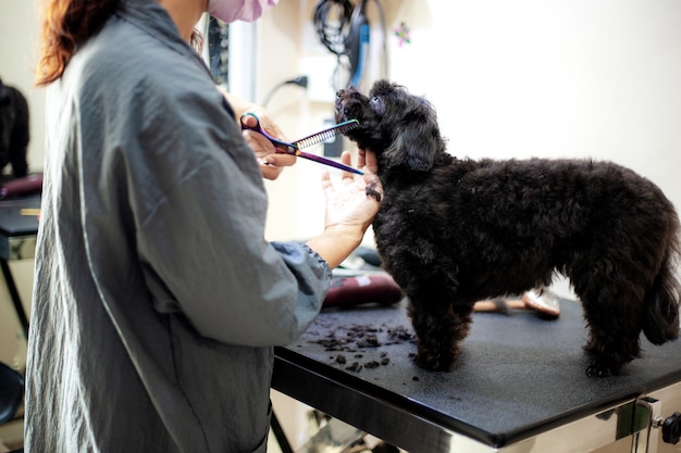 德国牧羊犬黑背贝用来喂牛羊!