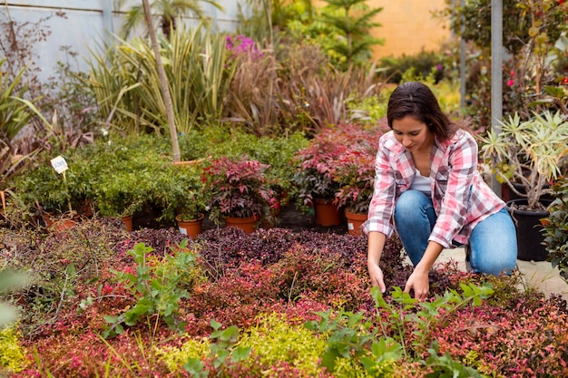 Woman arranging plants in greenhouse