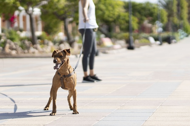 Woman behind a brown dog in the park