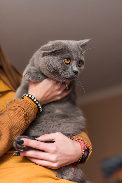 Woman carrying grey british shorthair cat