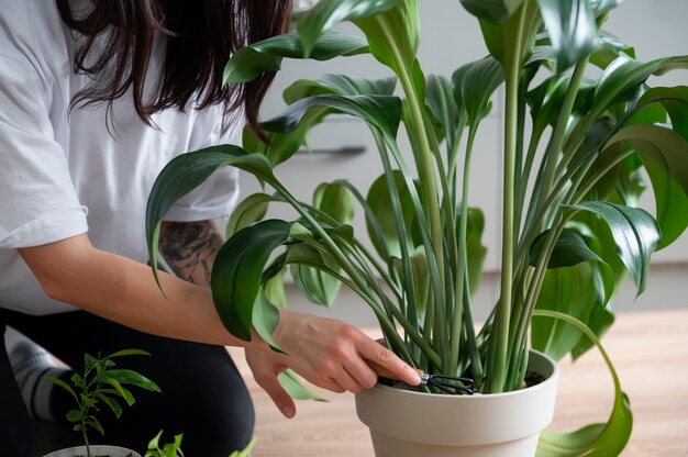 検疫中に自宅で植物の鉢を変える女性