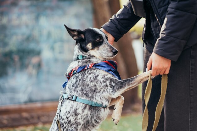 秋の公園で散歩に行く女性と犬。