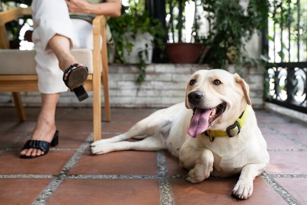 彼女の犬と一緒に庭で本を楽しんでいる女性