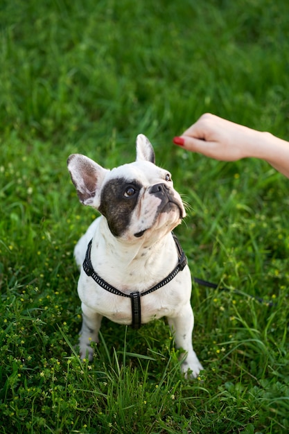 Woman feeding french bulldog on garss