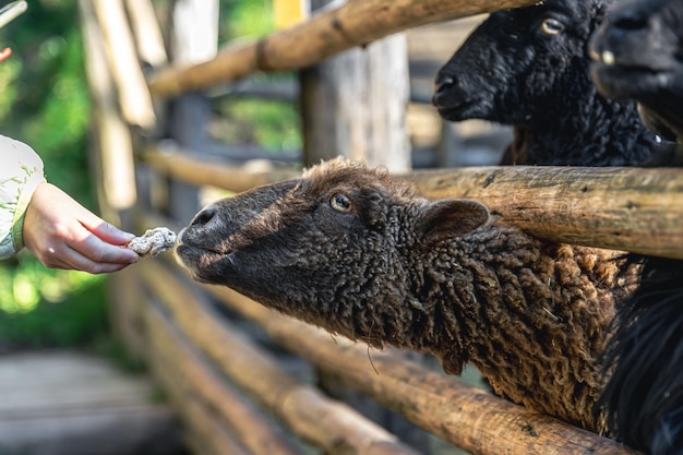 Foto gratuita una donna nutre una pecora in un primo piano dello zoo