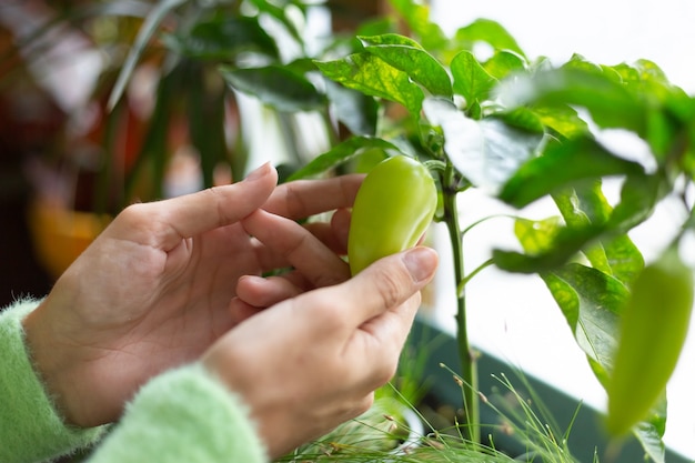 Woman gardener at home holding green pepper growing plant