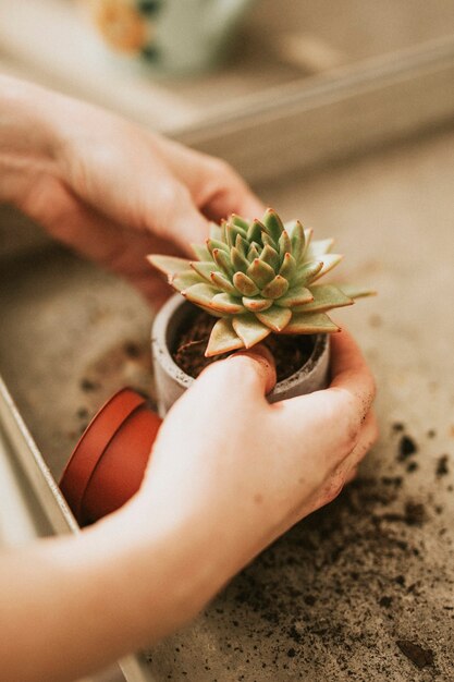 鍋に多肉植物を植える女性の庭師