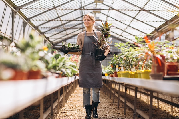 Woman gardner looking after plants in a greenhouse