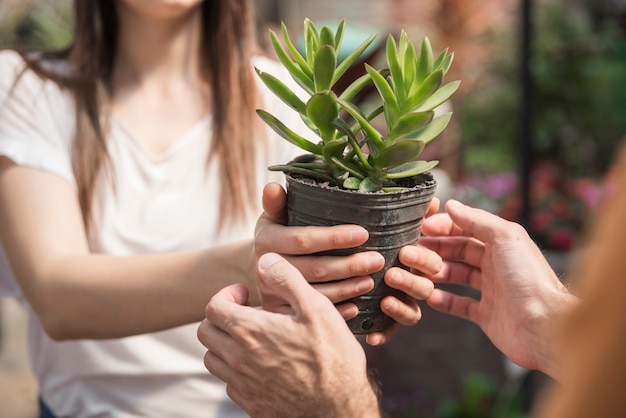 彼女のクライアントに鉢植えの植物を与える女性