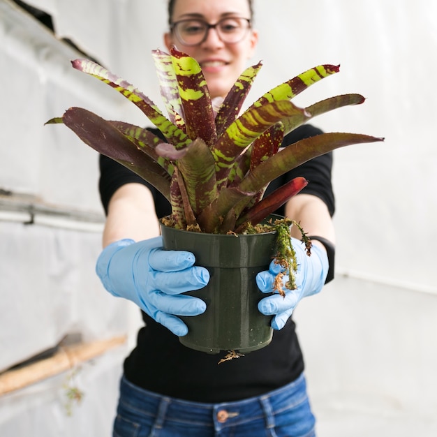 Woman in greenhouse showing fresh plant