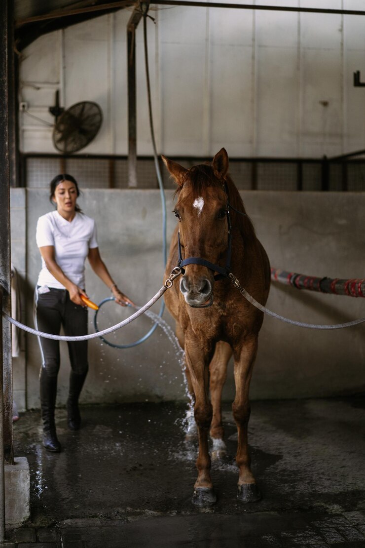 無料Photo 女性のグルーマーは、クラスのヒッポドロームの後に髪の毛の毛色の世話をし、コーミングします。女性は馬の世話をし、訓練後に馬を洗います。