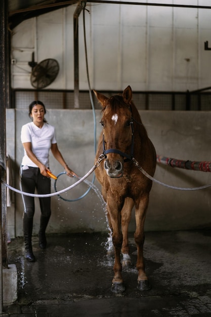 Woman groomer takes care of and combes hair horse coat after classes hippodrome. Woman takes care of a horse, washes the horse after training.