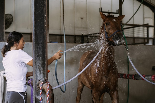 La toelettatrice si prende cura e pettina il pelo del cavallo dopo le lezioni ippodromo. la donna si prende cura di un cavallo, lava il cavallo dopo l'allenamento.