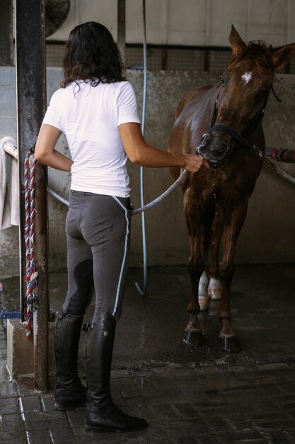 Woman groomer takes care of and combes hair horse coat after classes hippodrome. Woman takes care of a horse, washes the horse after training.