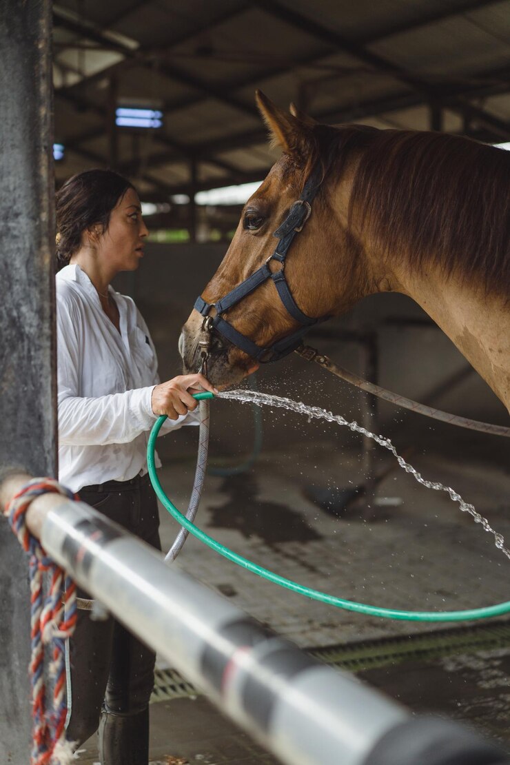 無料Photo 女性グルーマーは、競馬場での授業の後、馬のひづめを洗います。女性は馬の世話をし、訓練後に馬を洗います。