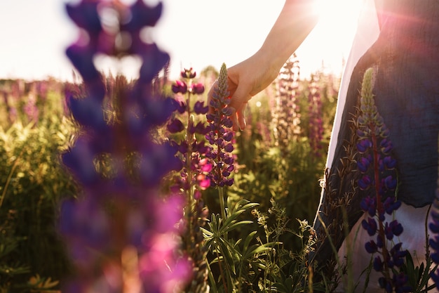 女性の手は、夕焼けの光でフィールドに花の草に触れる。