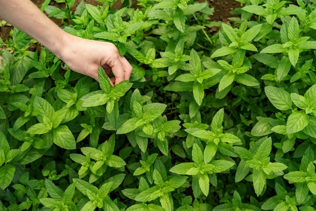 Woman hand touching fresh organic mint in the garden.