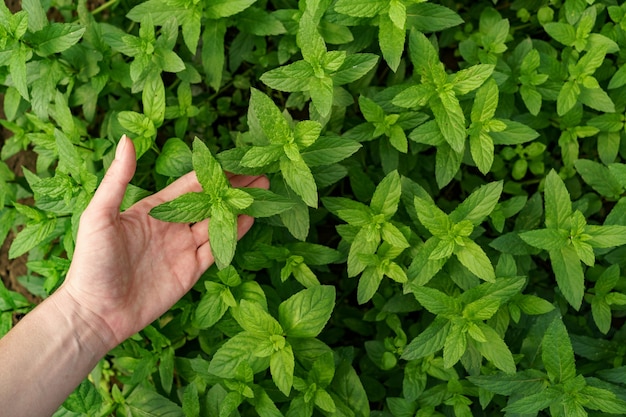 庭で新鮮な有機ミントに触れる女性の手。