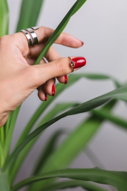 Woman hand with red manicure and two rings on fingers, on beautiful green palm leaf tropical. Gray wall behind.
